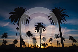 StockPhoto Palm trees sunset sky, silhouette against colorful evening sky