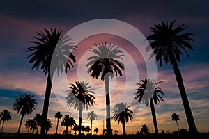 StockPhoto Palm trees sunset sky, silhouette against colorful evening sky