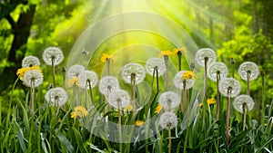 StockPhoto Spring background with dandelions against lush greenery backdrop