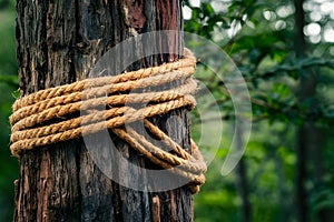 StockPhoto Thick hemp rope coils around tree, showcasing natural strength