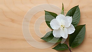 StockPhoto White jasmine flower stands out against a clean wooden backdrop