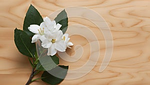 StockPhoto White jasmine flower stands out against a clean wooden backdrop
