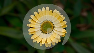 StockPhoto Yellow daisy flower with green center isolated on white