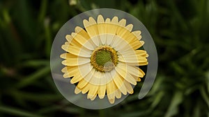 StockPhoto Yellow daisy flower with green center isolated on white