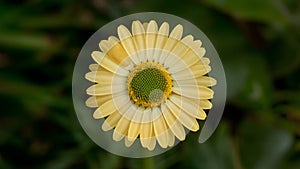 StockPhoto Yellow daisy flower with green center isolated on white