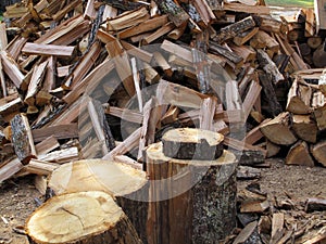 A Stockpile of Fresh Cut Firewood
