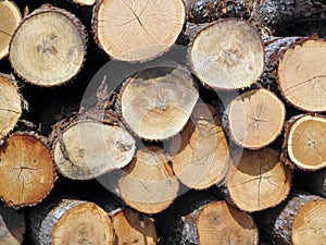 A Stockpile of Fresh Cut Logs