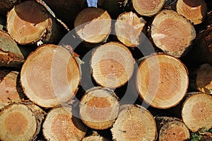 Stockpile of logging timber photo