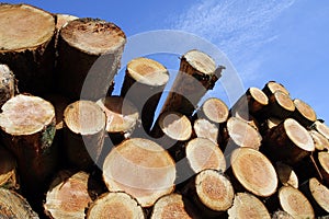 Stockpile of logging timber