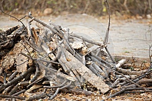 A Stockpile of Sawed Wood