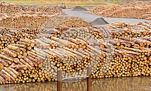 Stockpiled timber ready to be milled to lumber