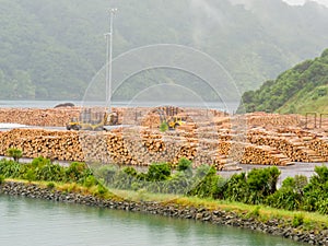 Stockpiled timber ready to be shipped