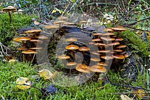 StockschwÃÂ¤mchen abgestorbenes Holz photo