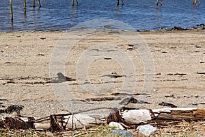 Stockton Springs Maine beach at low tide