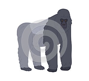 Stocky ape or gorilla standing on four legs and leaning on forelimbs. African black and gray animal with bare feet and