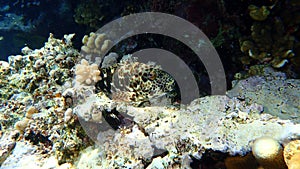 Stocky hawkfish or whitespotted hawkfish or large hawkfish, Cirrhitus pinnulatus, undersea
