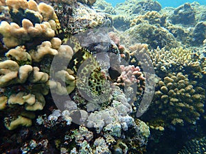 Stocky hawkfish or whitespotted hawkfish or large hawkfish, Cirrhitus pinnulatus, undersea, Red Sea, Egypt