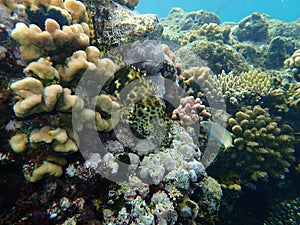 Stocky hawkfish or whitespotted hawkfish or large hawkfish, Cirrhitus pinnulatus, undersea, Red Sea, Egypt
