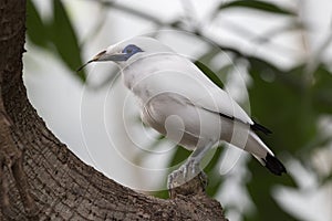 Stocky myna Leucopsar rothschild