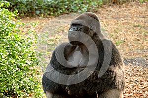 Stoic Gorilla photo