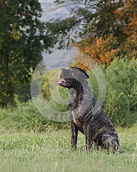 A stoic Italian Cane Corso dog gazes forward, its tongue lolling to the side