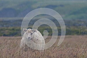 Stoic sheep braving the cold icelandic rain