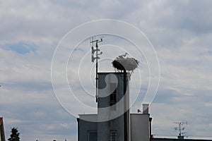 Stok nest in Vysoka pri Morave village, Slovakia