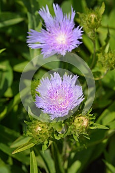 Stokes aster