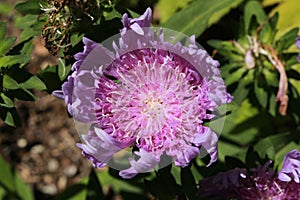 `Stokes` Aster` flower - Stokesia Laevis