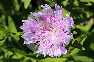 `Stokes` Aster` flower - Stokesia Laevis