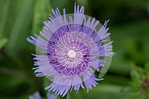 Stokes aster Stokesia laevis Purple Parasols, flower