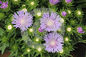 Stokesia laevis