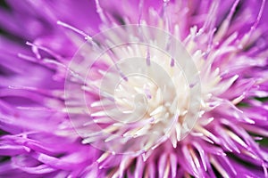 Stokesia laevis