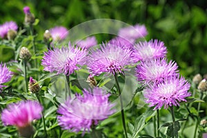 Stokesia laevis photo