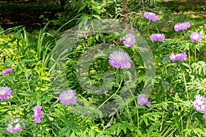 Stokesia laevis blooming purple flowers