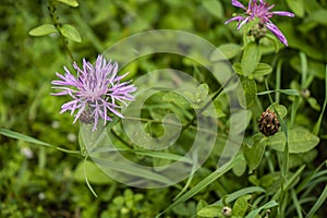 Stokesia laevis flower