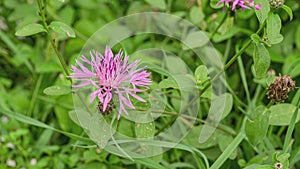 Stokesia laevis flower