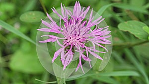 Stokesia laevis flower