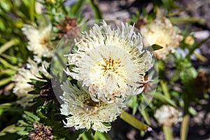 Stokesia Laevis `Mary Gregory`