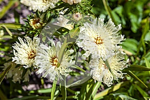 Stokesia Laevis `Mary Gregory`