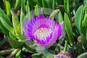 Stokesia laevis, monotypic genus