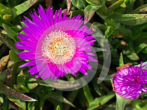 Stokesia laevis, monotypic genus