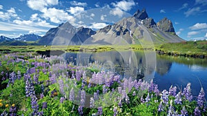 Stokksnes, Iceland: Vestrahorn Mountain & Scenic Lake with Blue Skies, Purple Flowers & Green Grass