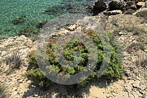 Stolac naturist stony beach on the island of Rab in Croatia