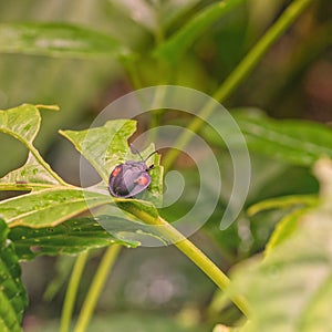 A Stolas cucullata sitting on a leaf