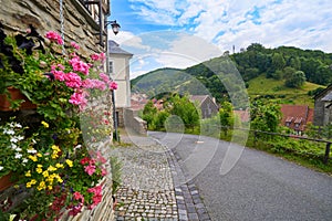 Stolberg flowers in Harz mountains Germany