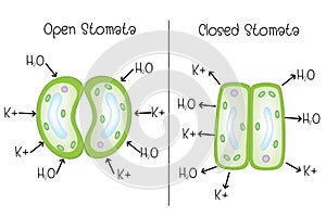 Stoma open and stoma closed photo
