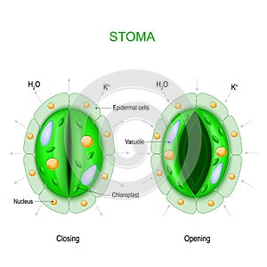 Stoma open and closed. Structure of stomatal complex