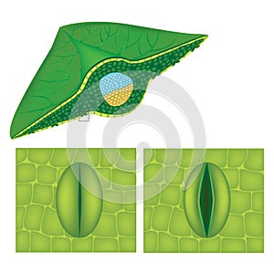 Stoma or stomate is a pore found in the epidermis of leaves, stems. Opening and closing of stoma photo