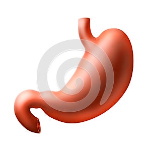 Stomach